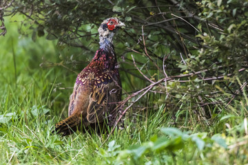Fasan (Fasanius colchicus)