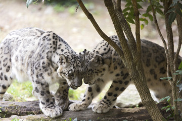 Pair of The snow leopards (Panthera uncia) 