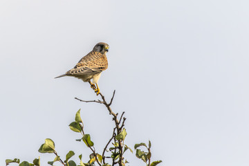 Turmfalke (Common krestel)