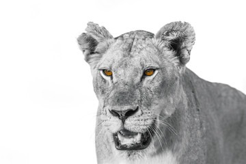 African lion in Kruger National park, South Africa