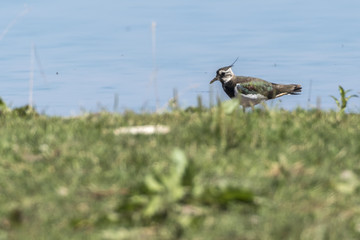 Kiebitz (Vanellus vanellus)