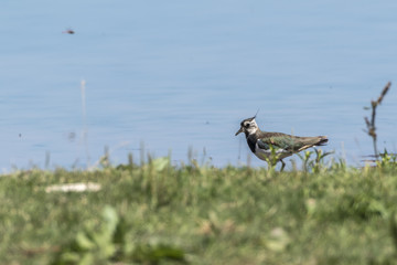 Kiebitz (Vanellus vanellus)