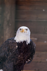 A Bald Eagle in the Safari Park of Varallo Pombia, Italy. A wonderful and Proud bird. The King of all birds.