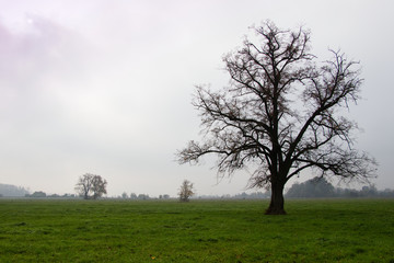 Obraz premium mighty tree on pastures in autumn misty morning, linden tree with fallen leaves