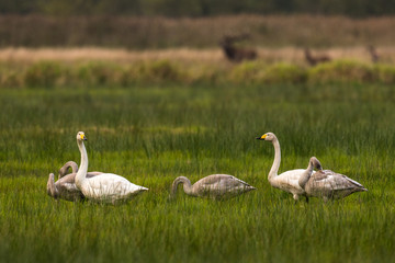 famaly of whooper swans sitting in grasland