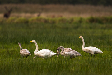 famaly of whooper swans sitting in grasland