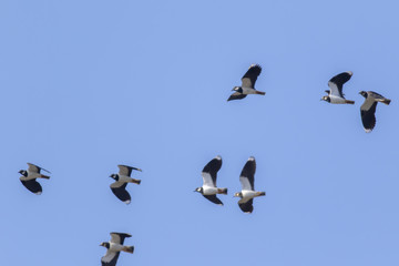 Kiebitz (Vanellus vanellus)