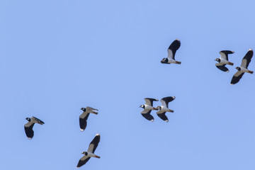 Kiebitz (Vanellus vanellus)