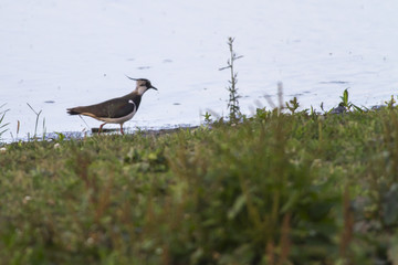 Kiebitz (Vanellus vanellus)