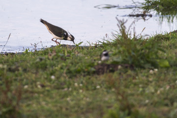 Kiebitz (Vanellus vanellus)