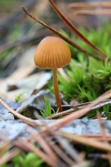 mushroom