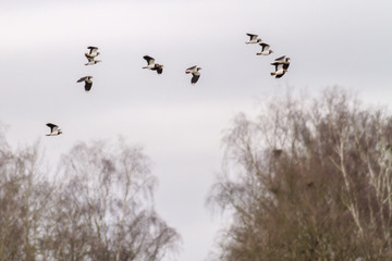 Kiebitz (Vanellus vanellus)