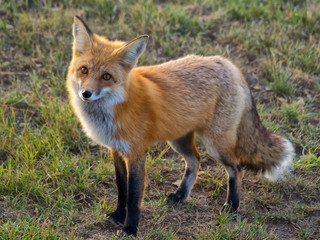 Obraz premium Red Fox