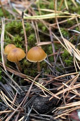 mushroom