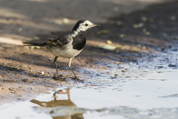 Bachstelze (Motacilla alba)