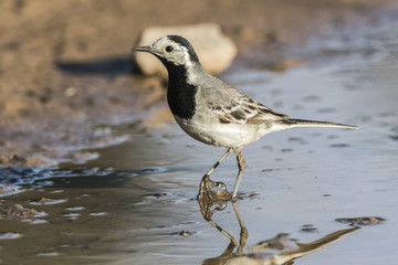 Bachstelze (Motacilla alba)