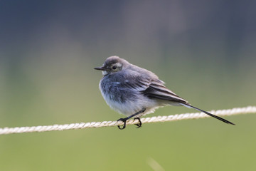 Bachstelze (Motacilla alba)