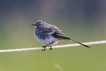 Bachstelze (Motacilla alba)