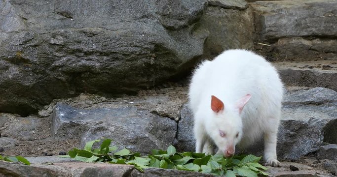 feeding white albino kangaroo cute Red necked Wallaby, Natural exception with abstract color