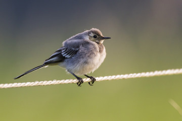 Bachstelze (Motacilla alba)