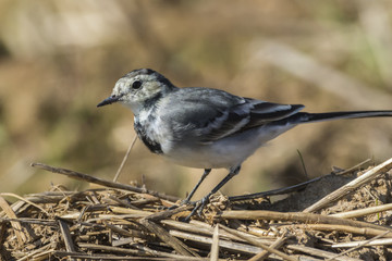 Bachstelze (Motacilla alba)