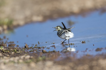 Bachstelze (Motacilla alba)