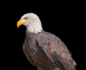 American Bald Eagle isolated on black background