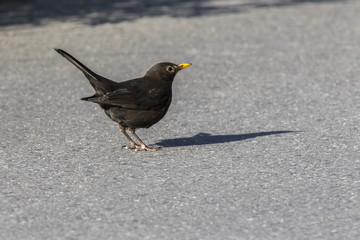 Amsel (Turdus merula)