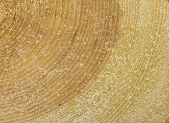 Naklejka premium Stack of spilled logs in the forest, side view.