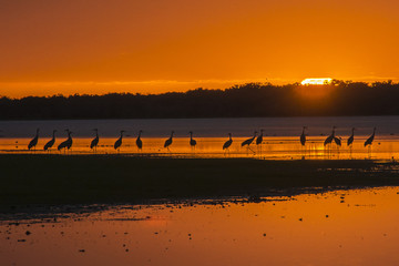 Naklejka premium Myakka Sunset