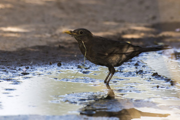 Amsel (Turdus merula)