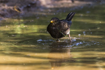 Amsel (Turdus merula)