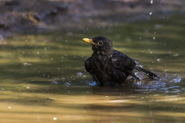 Amsel (Turdus merula)