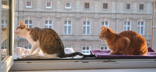 Dwa koty na oknie - obrazy, fototapety, plakaty