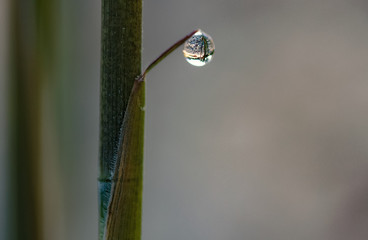 Dew Drop on Bamboo Leaf