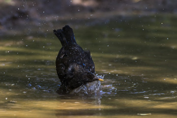 Amsel (Turdus merula)