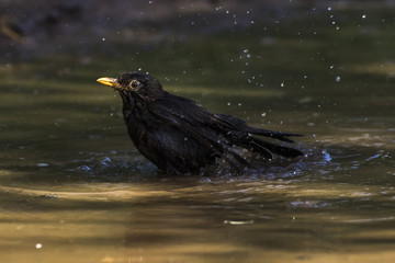 Amsel (Turdus merula)