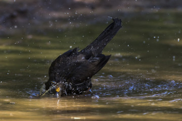 Amsel (Turdus merula)
