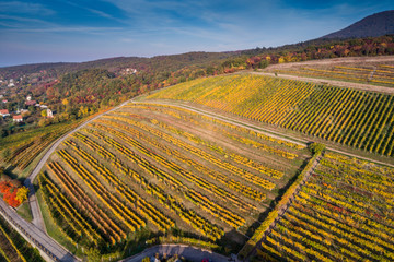 aerial view of vineyard