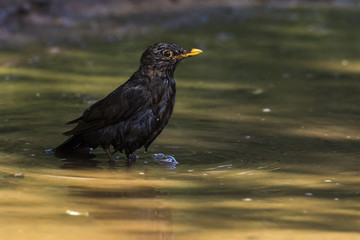 Amsel (Turdus merula)