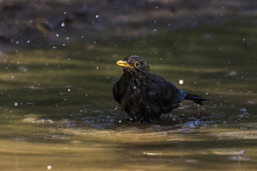 Amsel (Turdus merula)