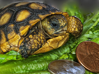 Baby Florida Gopher Tortoise