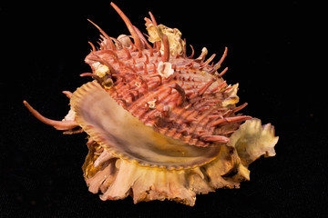 Spiny Jewel Box Shell