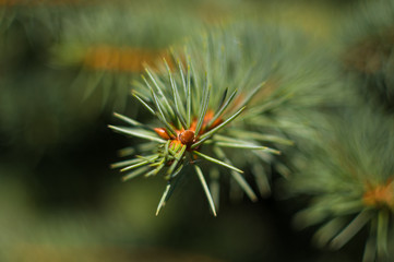 Naklejka na ściany i meble Green fluffy fir tree brunch close up