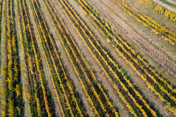 aerial view of vineyard