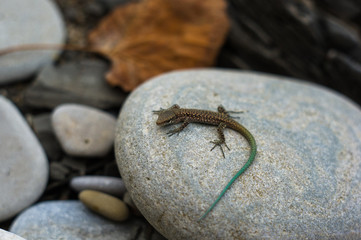 brown spotted lizard with green tail