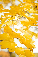 Fototapeta na wymiar Herbstlaub gelb