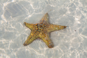 большая морская звезда на белом песке с прозрачной водой