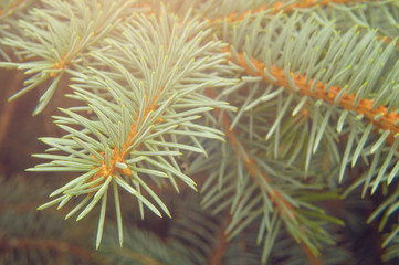 Naklejka na ściany i meble Flowering coniferous tree (closeup, toned)