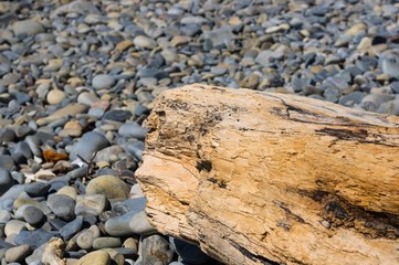driftwood, washed up by the sea on a pebble beach